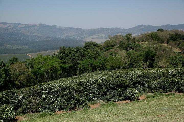 Coorg Coffee Estate Retreat (2D/1N)